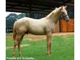 Flashy '08 Palomino Colt - Horse For Sale in Americus,  GA