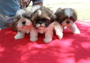  3 Shih Tzu Puppies for Sale