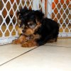 sweet and affectionate yorkie puppy for sale 