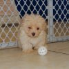 elegant and gentle havatese puppy for sale 