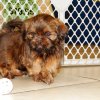 soft and charming shih tzu puppy for sale 