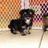 fabulous and playful havanese puppy for sale 