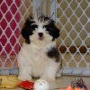 active and gentle malti tzu puppy for sale 