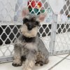 sweet and spirited mini schnauzer puppy for sale  