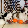 cuddly malti tzu puppy for sale 