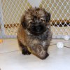 cute havanese puppy for sale 