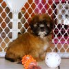 lovely and playful yorkie tzu puppy for sale 