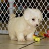 cuddly coton de tulear puppy for sale 
