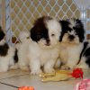 soft and cuddly malti  tzu puppy for sale 