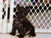 adorable mini schnauzer puppy for sale 