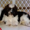 smart and engaging malti tzu puppy for sale 