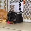 charming and playful pomeranian puppy for sale 