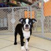 alert and delightful boston terrier puppy for sale 