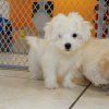 sociable and sweet havatese puppy for sale 