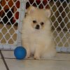adorable pomeranian puppy for sale 