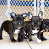soft and playful french bulldog puppy for sale 