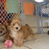 delightful and active morkie puppy for sale