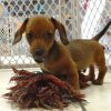 gentle and active min dachsund puppy for sale 