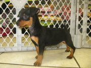 active and sweet min pin puppy for sale 