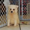 cute and gentle american eskimo puppy for sale 