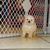 gentle and sweet toy poodle puppy for sale 