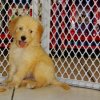 engaging and charming golden doodle puppy for sale 