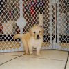 charming golden retriever puppy for sale 