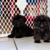 furry and charming shih tzu puppy for sale 