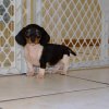 smooth and cheerful mini dachshund puppy for sale 