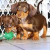 gorgeous and active mini dachshund puppy for sale 