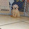 adorable and energetic toy poodle puppy for sale