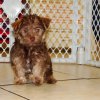 sweet and affectionate schnorkie puppy for sale 