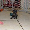 cute and sweet chihuahua puppy for sale