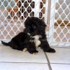 adorable and energetic pek-a-poo puppy for sale 