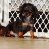 cute and energetic mini dachshund puppy for sale