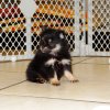 gentle and adorable pomeranian puppy for sale