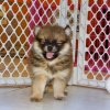 cheerful and sweet pomeranian puppy for sale