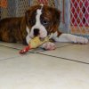 adorable and playful bulldog puppy for sale 