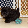 cute and gorgeous havatese puppy for sale 