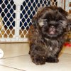 energetic and charming shih tzu puppyfor sale 