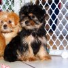 fluffy and engaging yorkie tzu puppy for sale