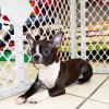 cheerful and adorable boston terrier puppy for sale