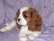 Stunning Cavalier King Charles Puppies available now…