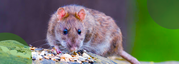 Best rodent control service in Atlanta
