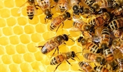 Honey bee removal service in Georgia
