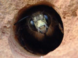 Is it possible to move carpenter bees?