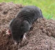 Services for ground mole removal 
