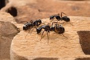 Ant Pest Control Service